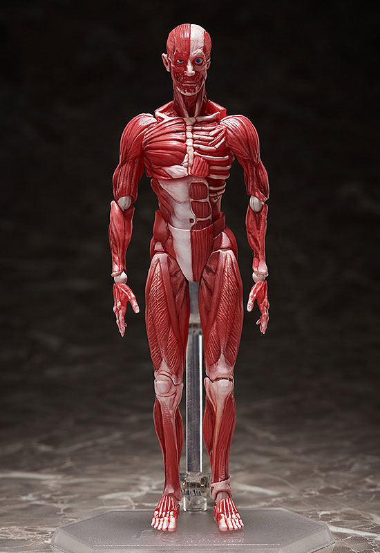 figma『人体模型』可動フィギュア-001