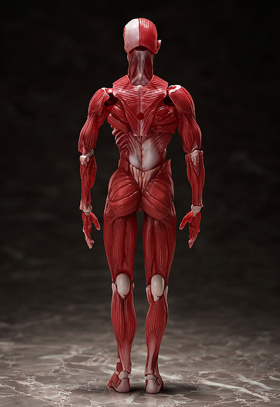 figma『人体模型』可動フィギュア-003