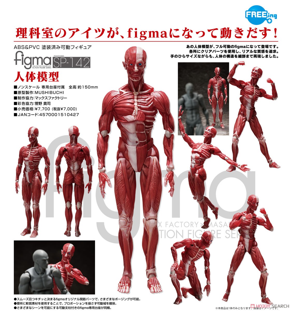 figma『人体模型』可動フィギュア-010